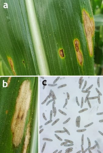 Figure 4. Symptoms of Diplodia leaf streak (a), close up of a lesion with black pycnidia (b), pill-shaped spores of Stenocarpella maydis (c)
