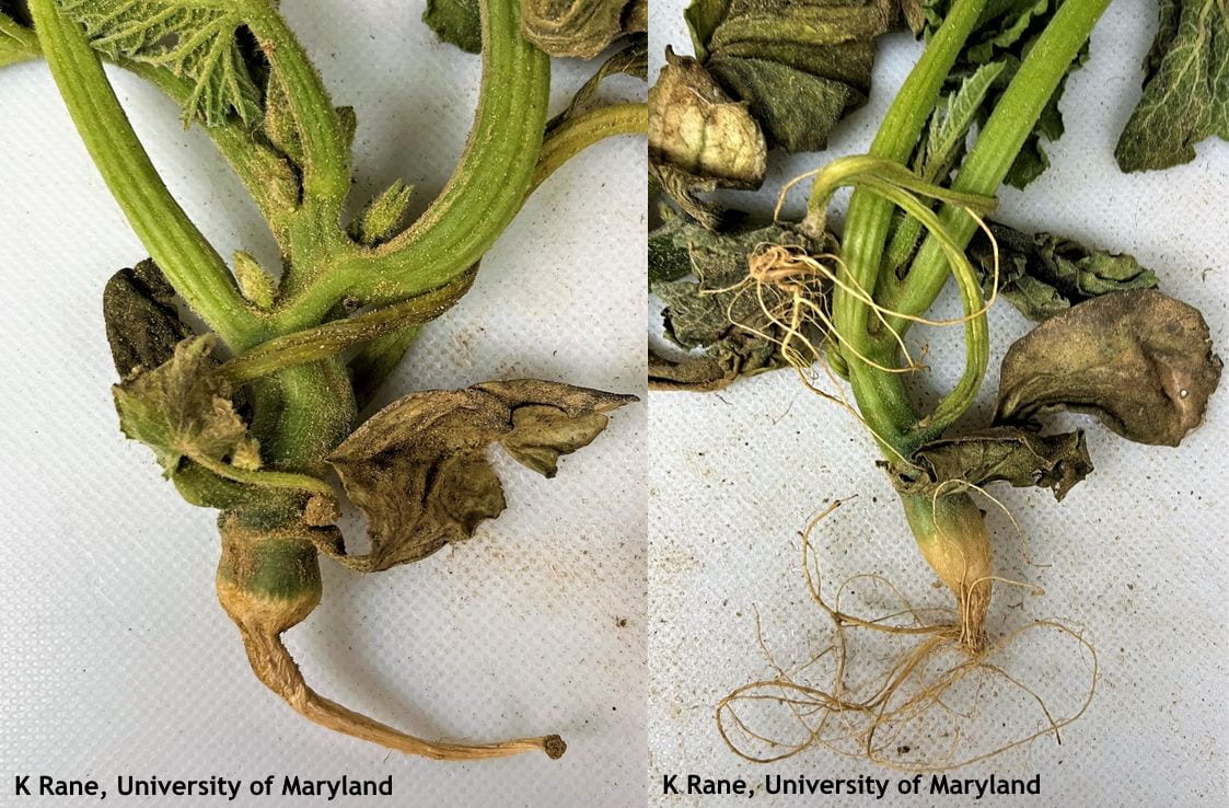 Figure 1. Damage to crown and root of pumpkin plant (constriction) from preemergent herbicide most likely after heavy rains