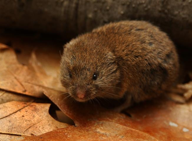 A Woodland Vole on leaves