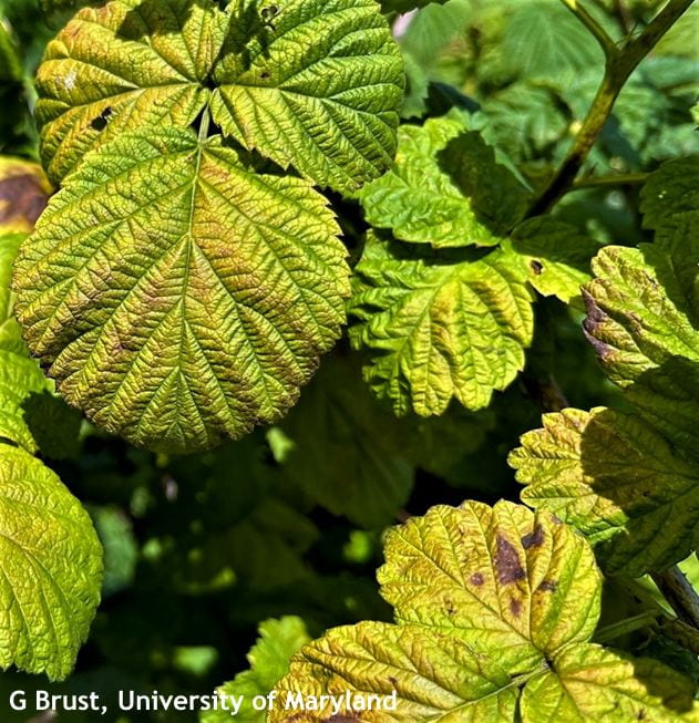 Broad mites causing interveinal bronzing and necrotic spots on raspberry leaves