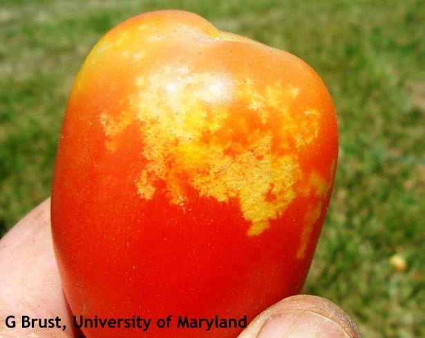 A tomato with yellow splotching