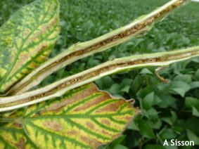 Foliar and stem symptoms of brown stem rot.