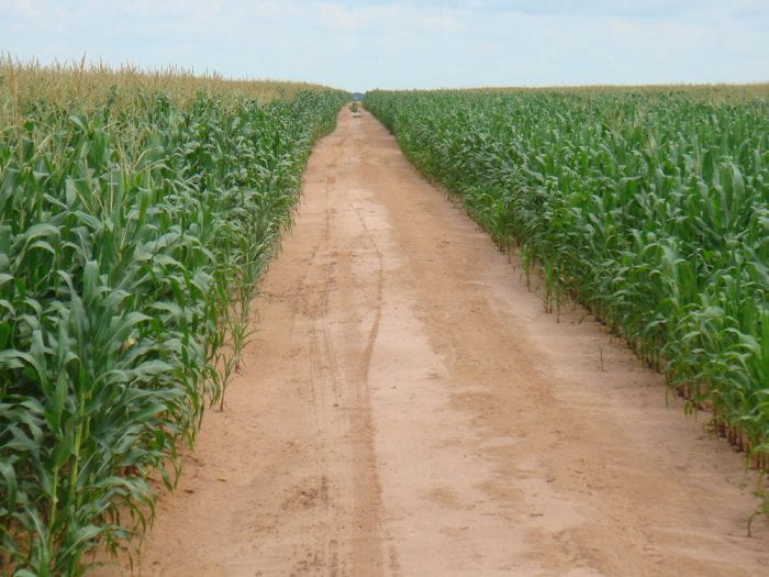 Brazilian Safrinha corn crop. Three different corn harvests occur in Brazil. Safrinha is planted directly after soybeans and is harvested between May and August. Safrinha corn accounts for up to 74% of Brazilian corn production. 