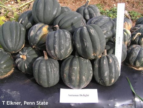 Acorn squash has a shorter storage period of about 3 months