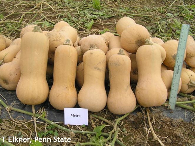 Butternut squash stores well for 6+ months.