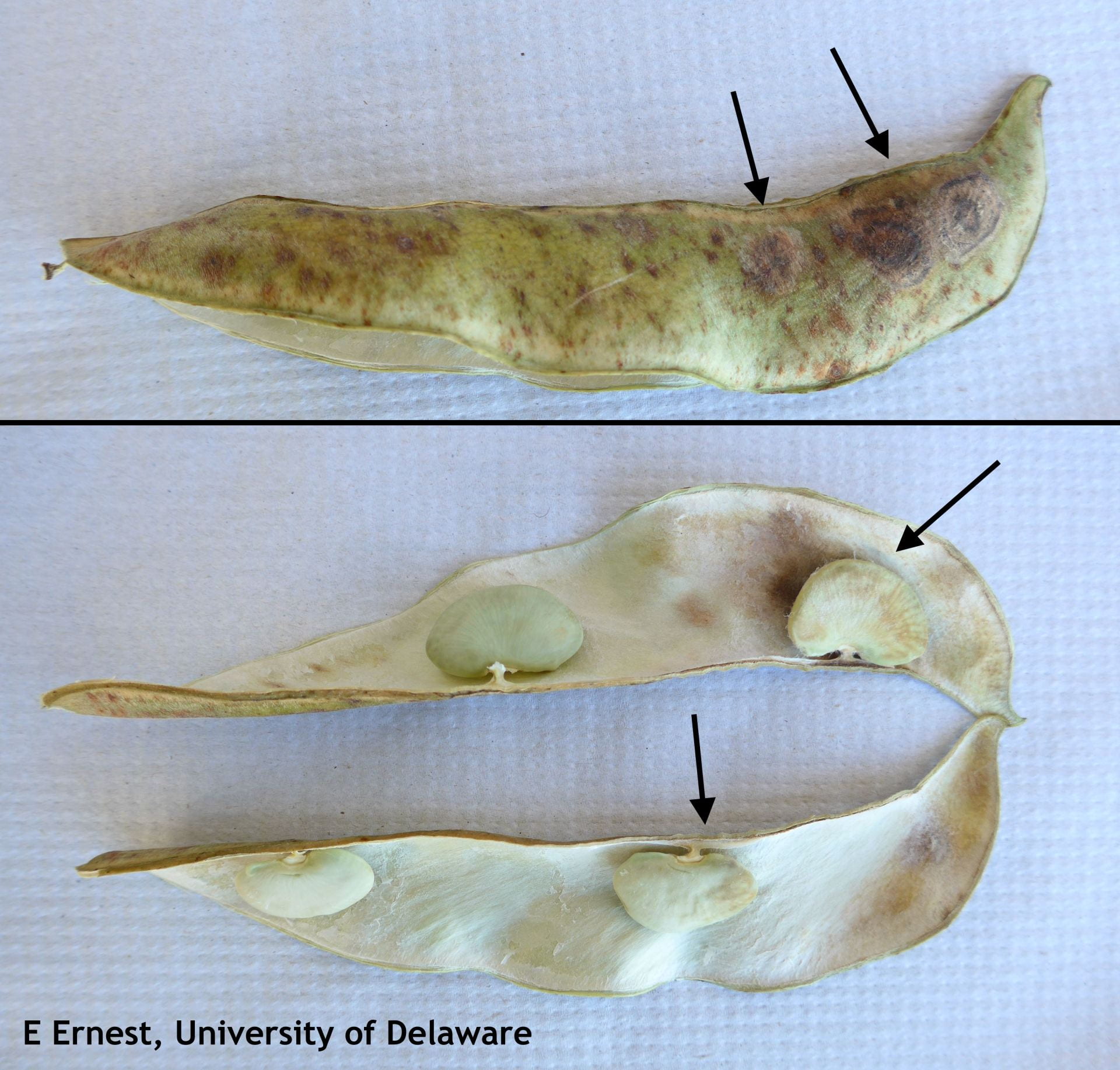 Figure 1. Pods with signs of disease (indicated by arrows on the top image) should be avoided because seeds are likely to be impacted as well (bottom image). Presence of disease may not be as obvious in dry seed.