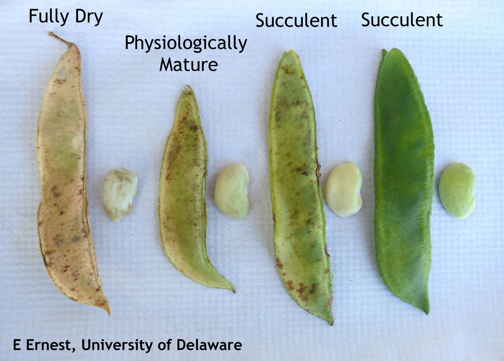 Figure 3. Physiologically mature pods have a papery, rather than succulent feel. Seed may not be fully dry but can dried after shelling. The pods pictured here are from a University of Delaware experimental variety which has subtle red seed coat pigmentation. The red coloration is not visible in succulent seed but becomes apparent as the seed matures.
