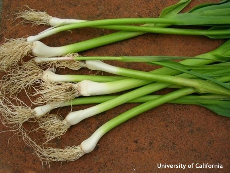 Green garlic is harvested like green onions and can be produced from smaller cloves, cloves that have not been cold treated or bulbils.