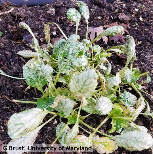 Figure 2. Red legged winter mite damage to spinach 