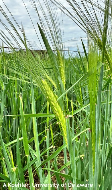 Figure 2. Anthers visible on emerging barley head 