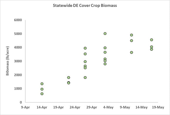 Cover crop biomass increased with later termination timing in 2021 UD field trials. By 29 Apr 2021, cover crop biomass in most plots was >2,500 lb/ac, which may negatively affect corn germination and establishment
