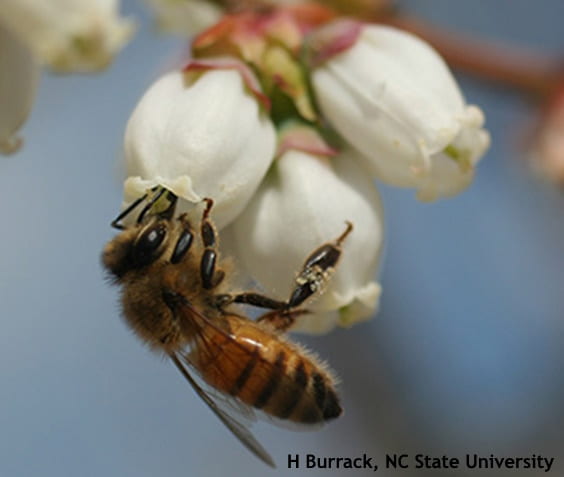 Figure: Honeybee pollinating a blueberry flower