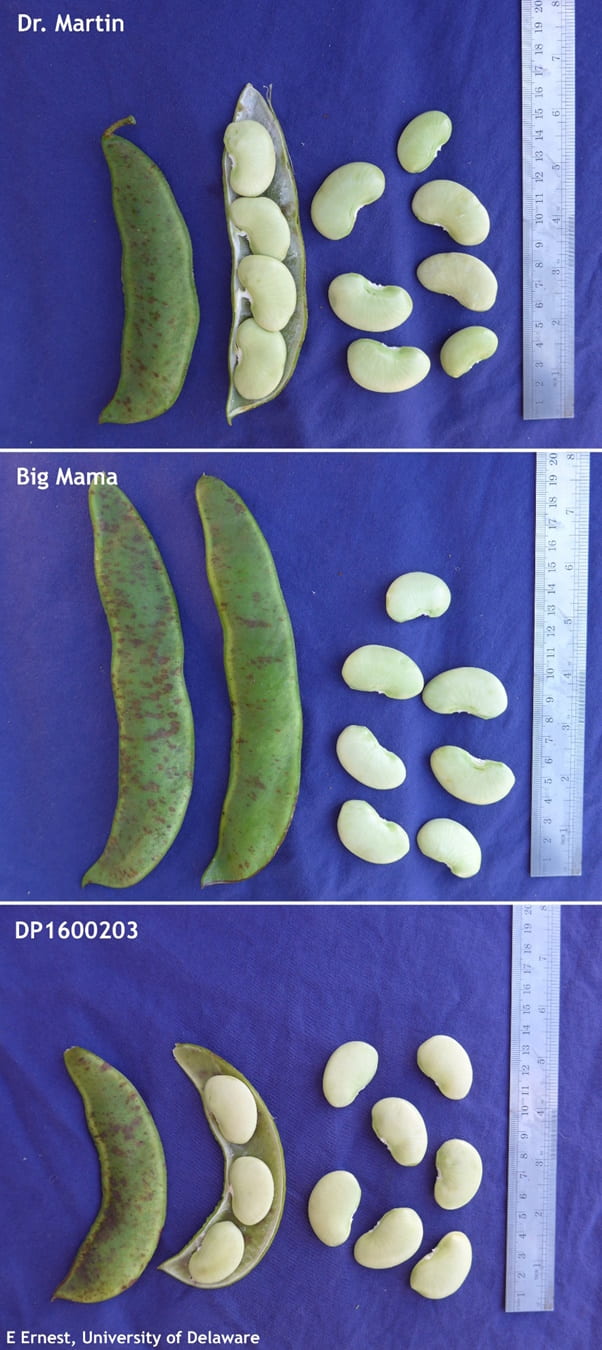 pods and seeds of pole lima varieties