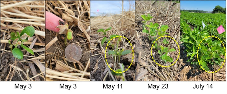 Freeze damage to soybeans planted on April 13, 2022, did not result in any yield differences by the end of the season.