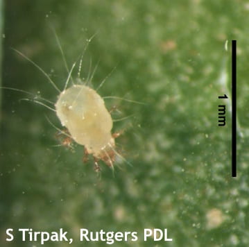 Figure 3. Spinach crown mite adult with sparse long hairs over its body