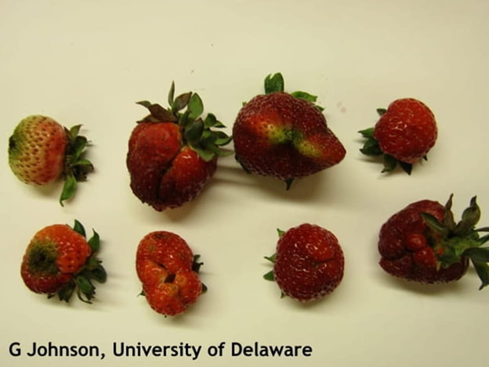 Strawberry deformities caused by poor pollination, cold injury and tarnished plant bug damage. If berries have seeds of different sizes, it is due to poor pollination.