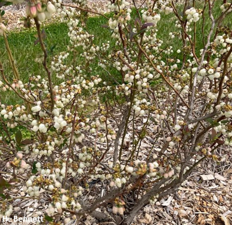 Blueberry bush with flowers but few leaves. Photo Credit H. Bennett