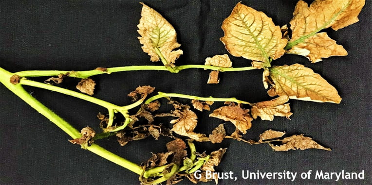 Figure 3. Severe broad mite feeding causing bronzing of leaves--leaving green veins 