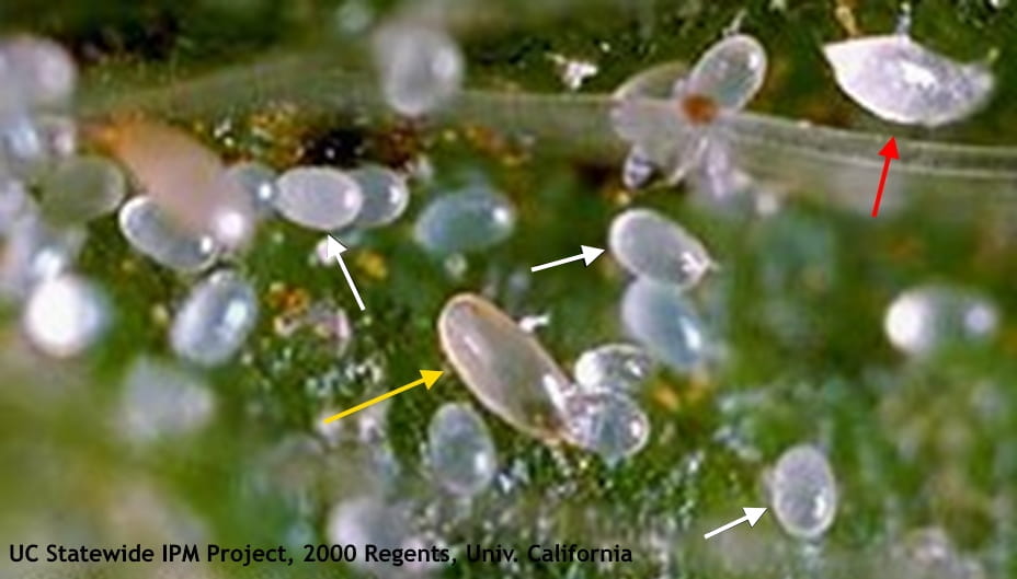 Figure 1. Adult female cyclamen mite (yellow arrow), eggs (white arrows) and larva (red arrow)