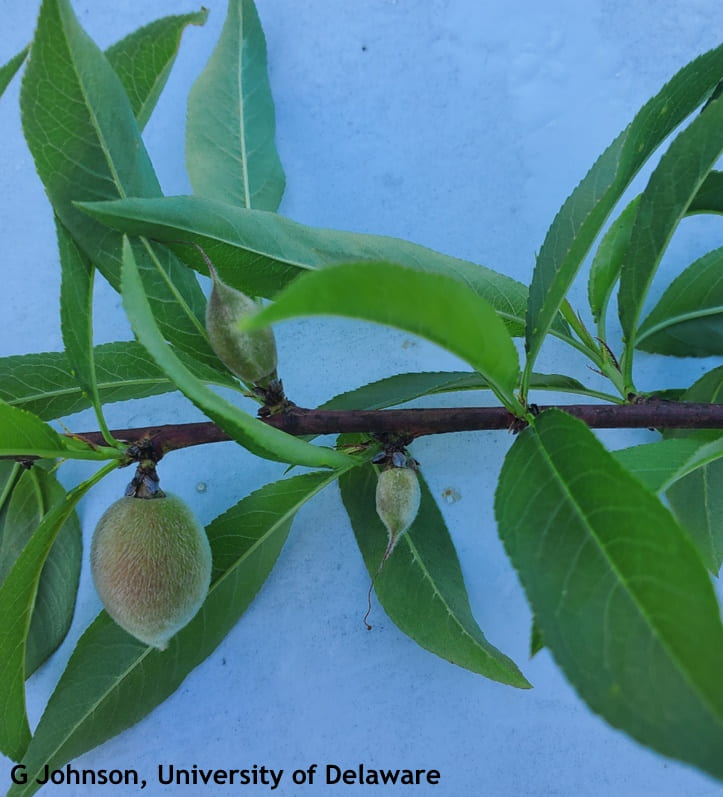 Figure 1: A peach branch showing fully pollinated fruit on the left and two cold damaged fruit on the right that will drop off the tree. 
