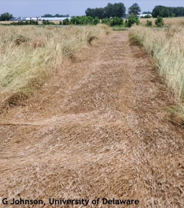 Figure 1: Thick Stand of Rolled Rye
