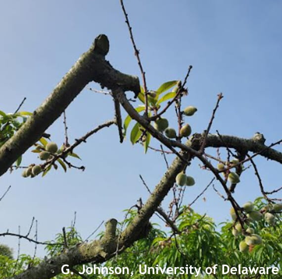 Peach branches with few leaves but with some fruits. These branches are in decline. Fruit should be removed. Photo Credit G. Johnson