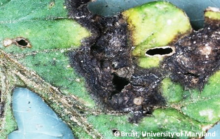 Fig. 1 Tomato leaf with old flea beetle feeding and early blight