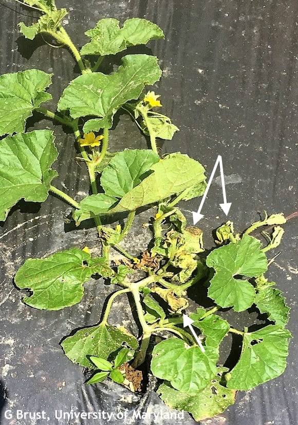 Figure 3. Only the leaves at the base of the plant (arrows) were initially infected with E. tracheiphila but the whole plant eventually will die. 