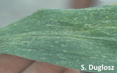 thrips damage to corn leaf