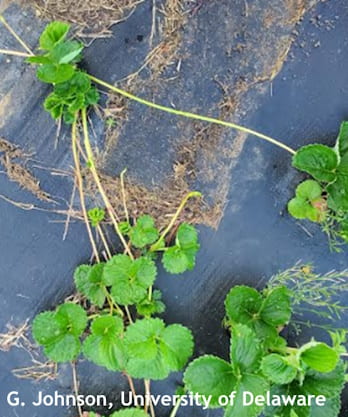 Figure 1. Runner formation in day-neutral strawberries as seen in these Albion plants is largely variety dependent but can be induced by stress such as high temperatures