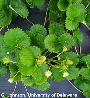 Figure 2. Current temperatures have been ideal for flowering and fruiting in strawberries. 