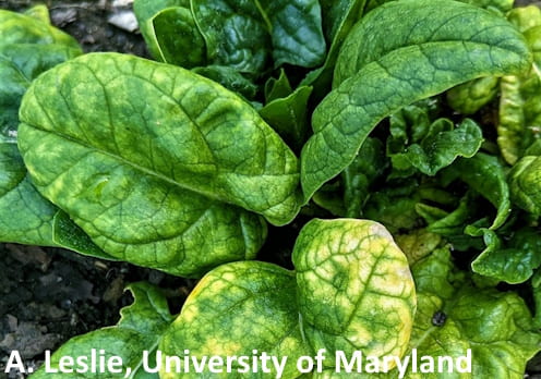 Fig. 1 Yellowing and puckering of spinach leaves infected with CMV. 