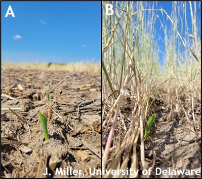 Figure 1: A) Corn emerging in a no-cover plot and B) corn emerging within a late terminated rye plot.