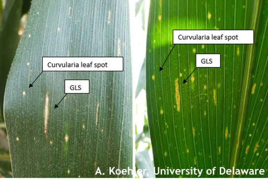 Curvularia leaf spot v. GLS on the upper (left) and lower (right) corn leaf