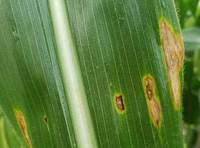 Symptoms of Diplodia leaf streak 