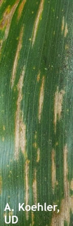 Rectangular lesions of Grey Leaf Spot on Corn