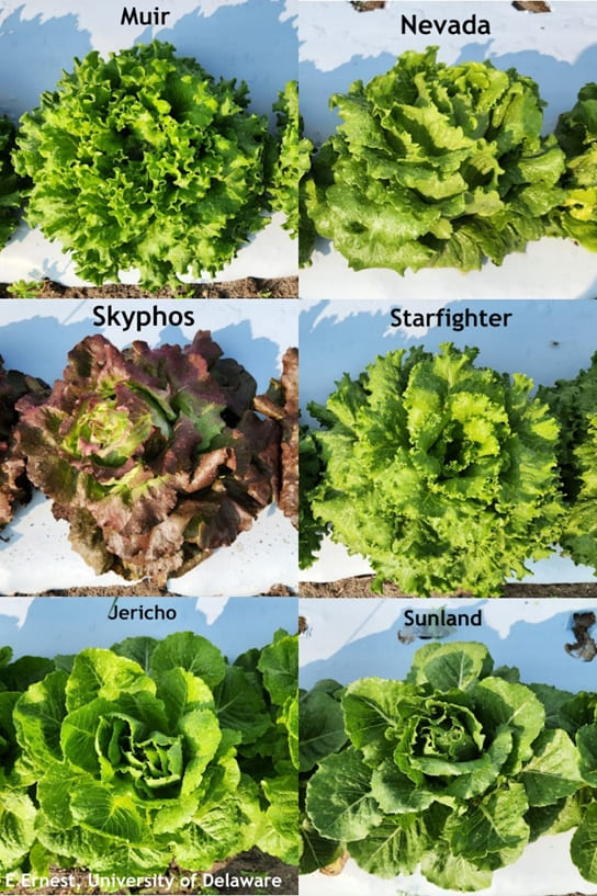 https://sites.udel.edu/weeklycropupdate/files/2023/07/Lettuce-varieties-that-have-shown-heat-tolerance-in-Delaware-trials-7-21.jpg