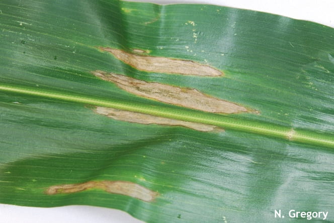 Northern Corn Leaf Blight lesions