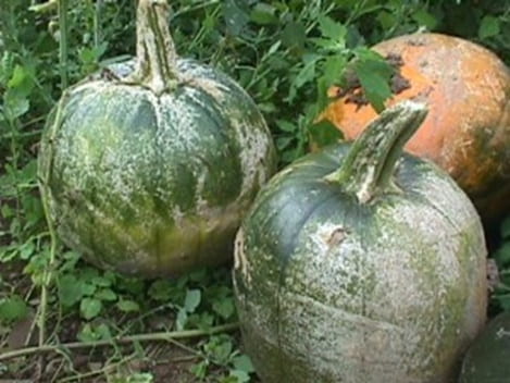 White speck lesions covering the surface of immature and mature pumpkin fruit. White speck will only cause cosmetic injury to fruit.