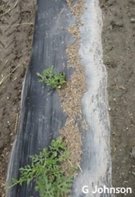 When water goes over the top of beds, they become saturated for long periods leading to plant losses. In this case the water just missed going over the bed (note the trash line).