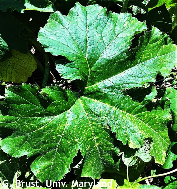 Plectosporium yellow-tan spots (lesions) on pumpkin leaf