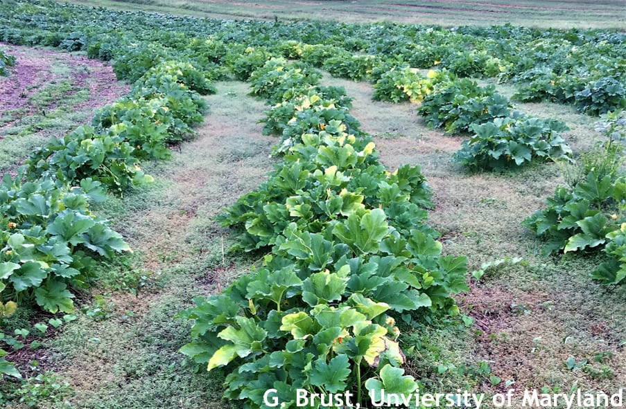 Pumpkins with bright yellow leaves damaged from squash vine borer