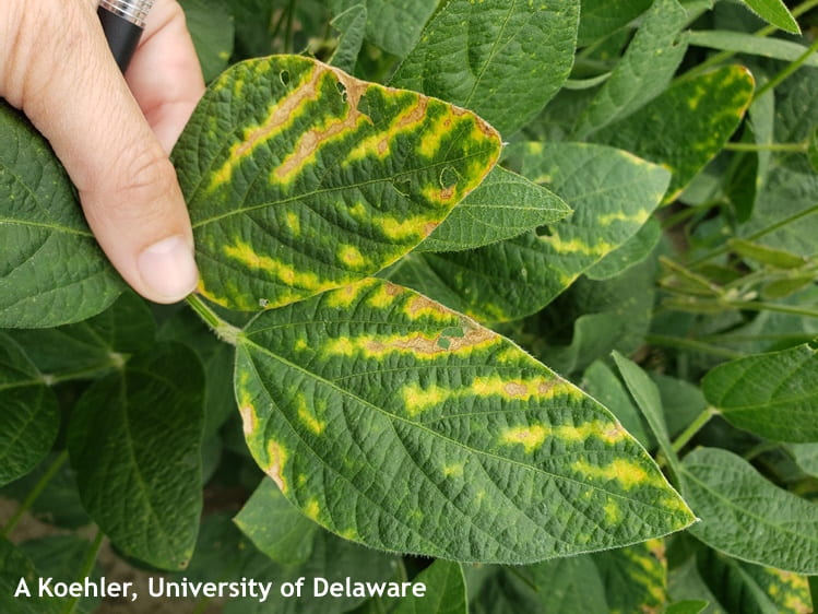 Soybean leaves with triazole phytotoxicity