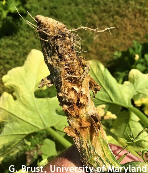 Damage to the base of pumpkin plant from squash vine borer