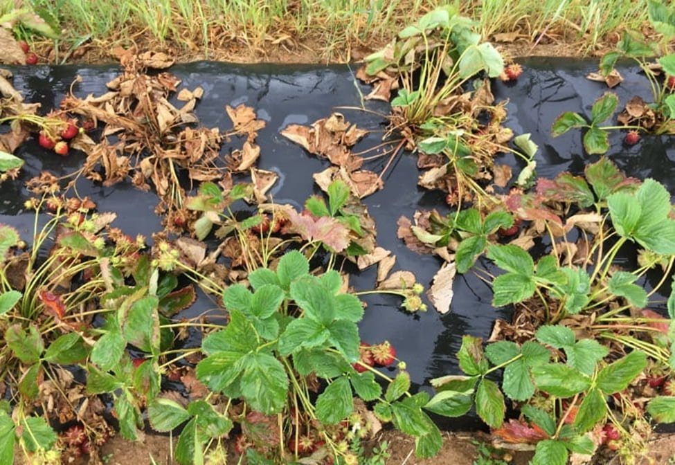 Strawberry Diseases To Watch For In The Fall and Spring That Can Cause Plant Collapse
