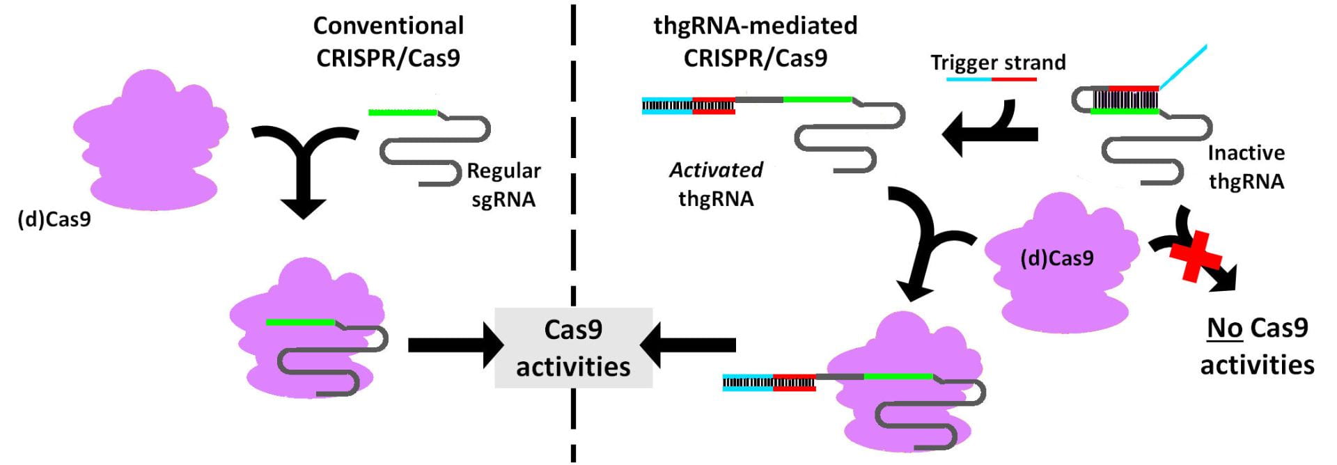 Project 3. Redirecting cellular metabolism via synthetic toehold-gated dCas9 regulators (NSF)
